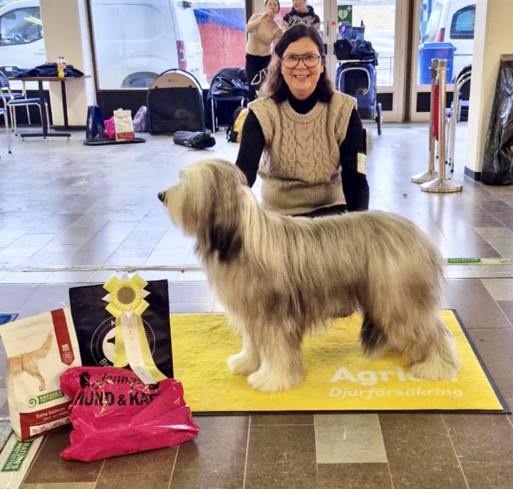 BIS 3 Junior Bearded collie