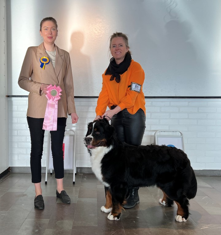 BIG 1 Valp 6-9 mån Grupp 2 Berner Sennenhund