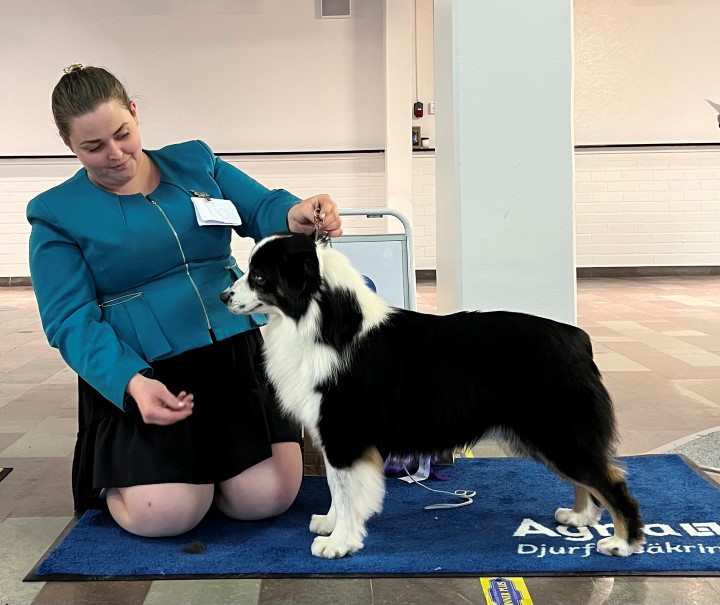 BIS 2 Veteran Miniature American Shepherd