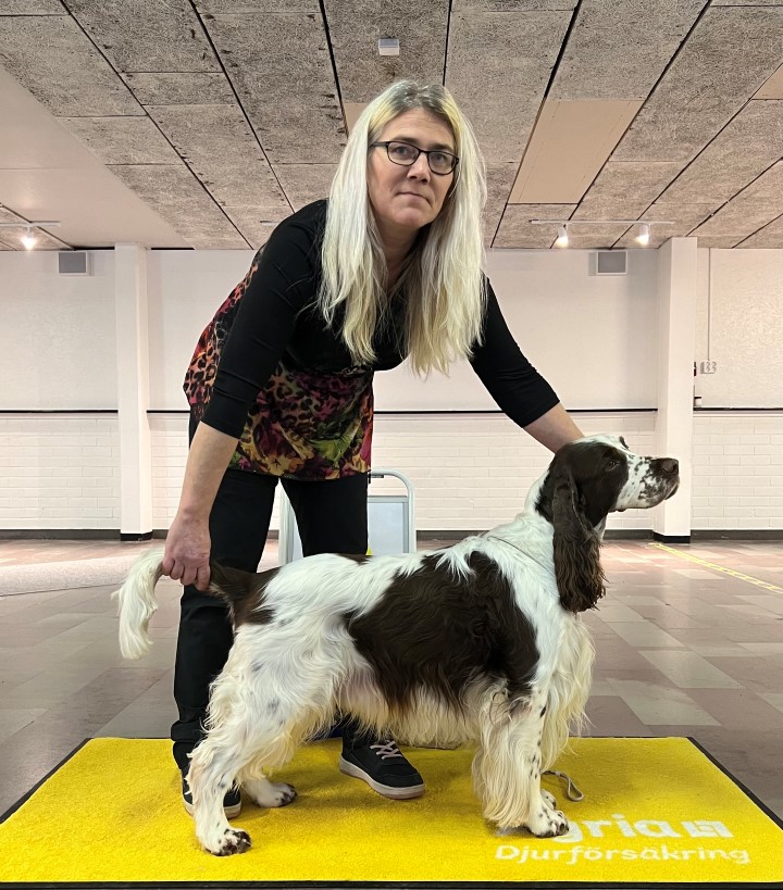 BIS 3 Veteran Engelsk Springer Spaniel