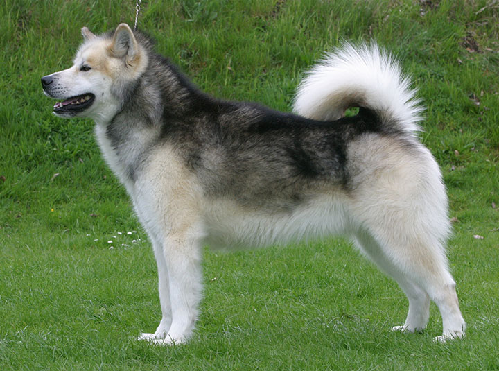 Greenland dog