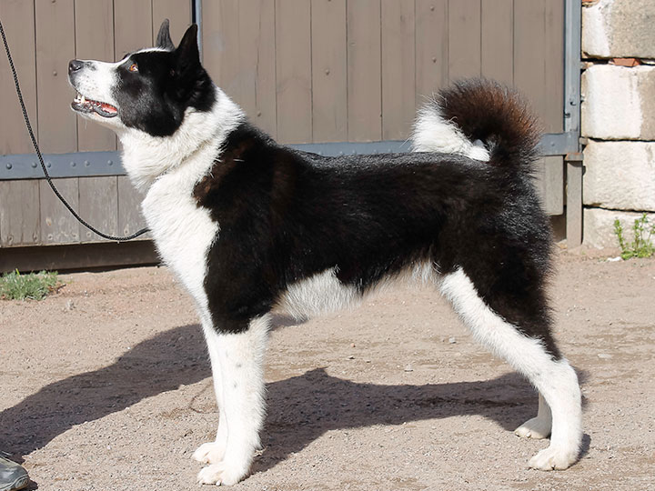 Karelian bear dog