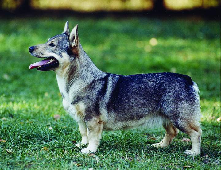 Swedish Vallhund | Nordic Kennel Union