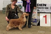 BIS 1: COCKER SPANIEL SE U(U)CH Fonesse Finlorian