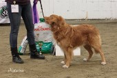 BIS 2: NOVA SCOTIA DUCK TOLLING RETRIEVER SE UCH SE VCH Krossbergets Maxfour