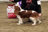 BIS 4: CAVALIER KING CHARLES SPANIEL Bio-Bios Arn de Gothia